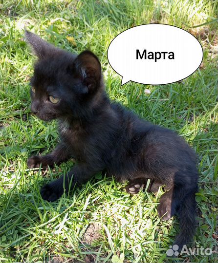 Кошечка Марта