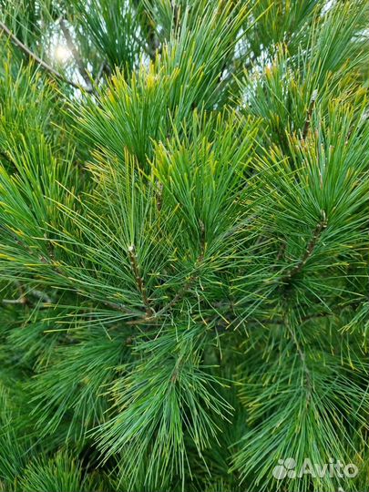 Сосна Веймутова