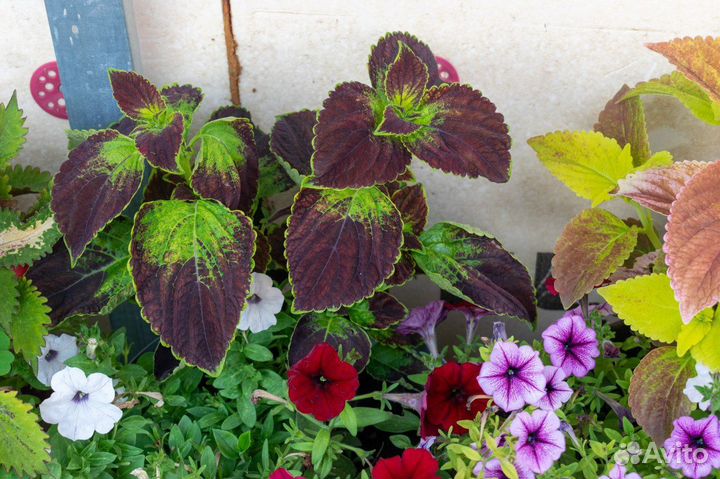 Колеус семена