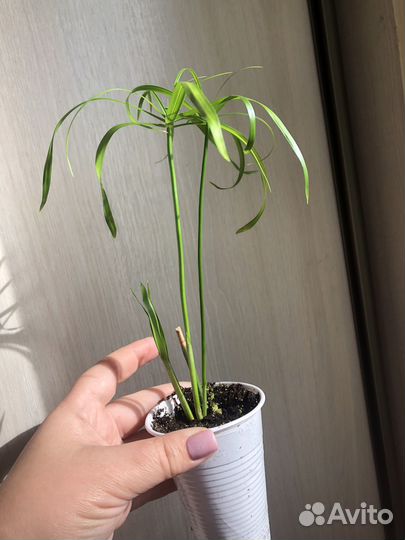 Циперус папирус