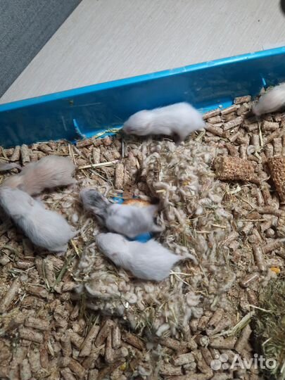 Сирийский хомяк бесплатно