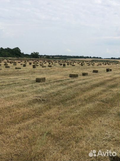 Сено в тюках разнотравье