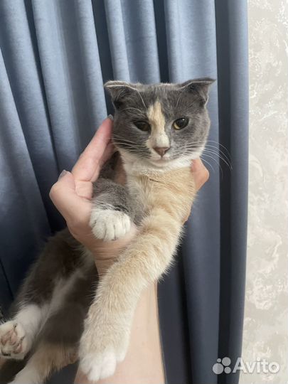 Кошка в дар шотландская