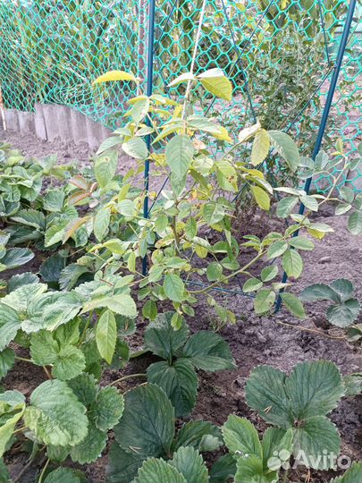 Роза плетистая