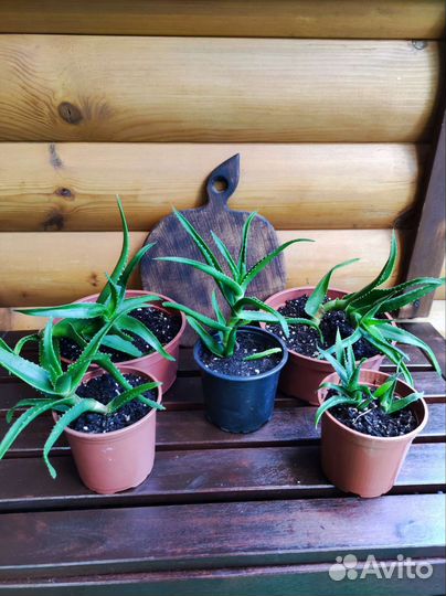 Алоэ столетник