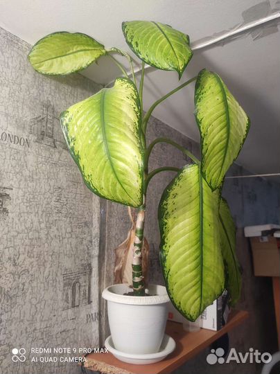 Диффенбахия с горшком