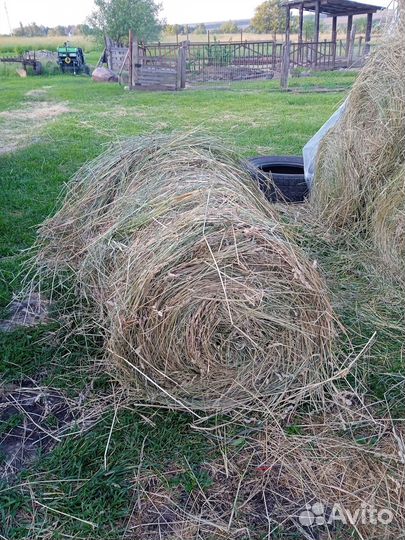 Продам сено в рулонах