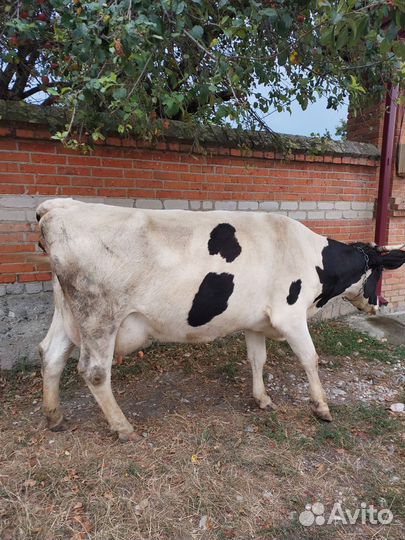 Корова голштинской породы