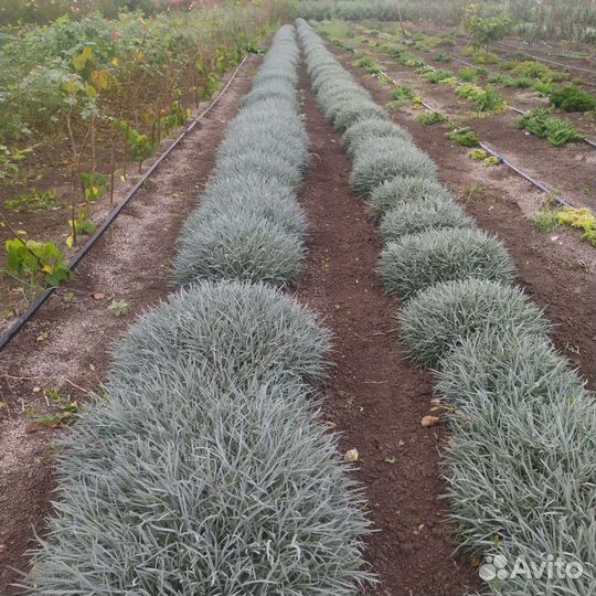 Хризантема шаровидная