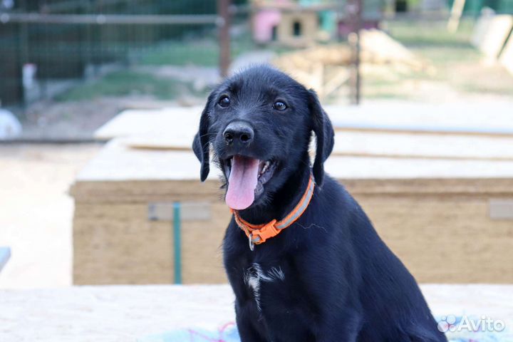 Тесла в дар