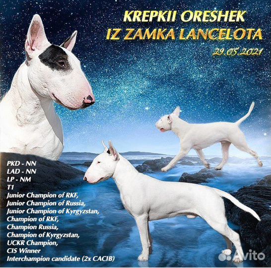 Бультерьер Стандартный вязка