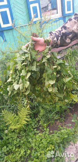 Веники для бани