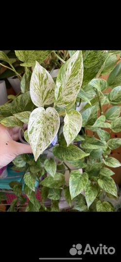 Эпипремнум марбл квин