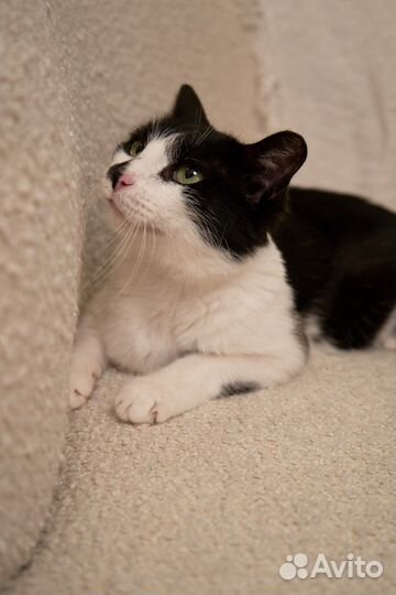 Кошка молодая бесплатно