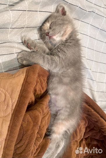 Котята в добрые руки бесплатно девочка