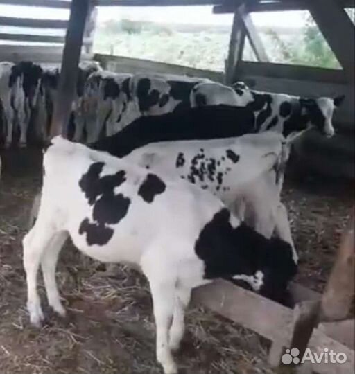 Телята бычки