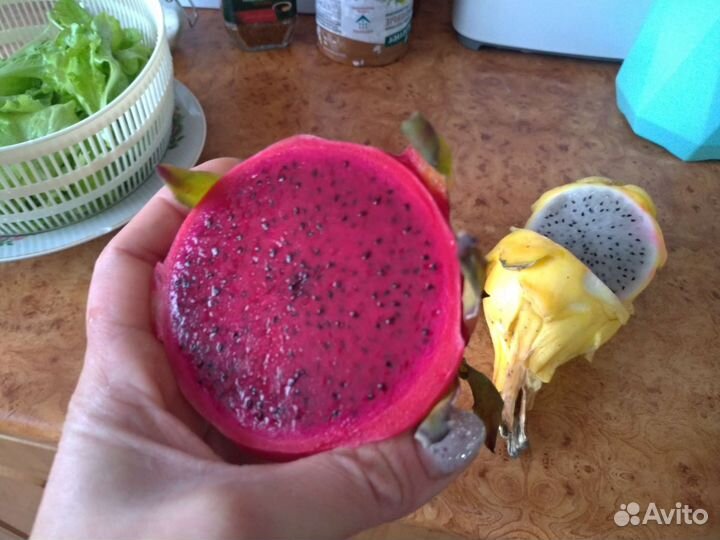 Питахайя жёлтая и красная рассада