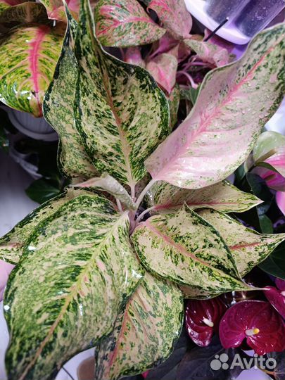 Аглаонемы Тайланд в ассортименте