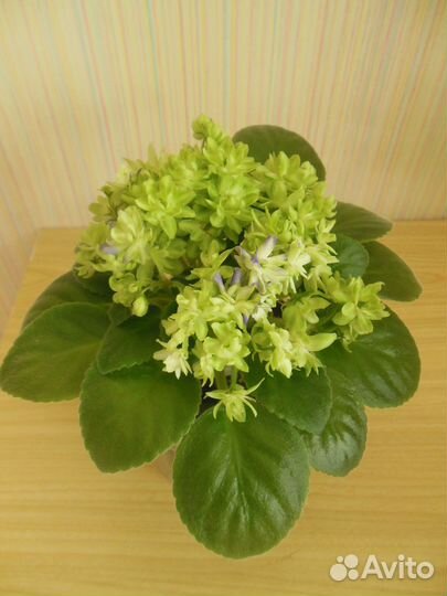 Мини фиалки взрослые цветущие