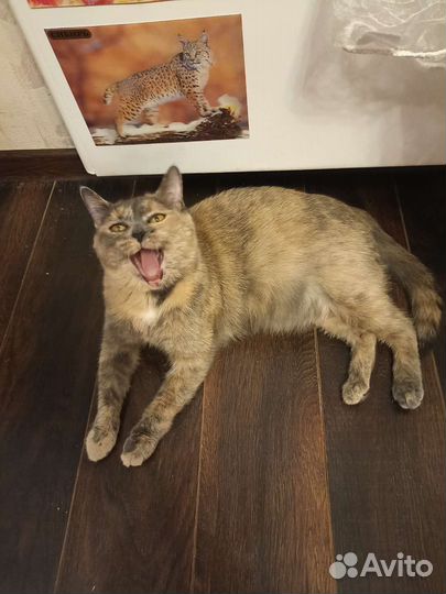 Кошка в дар бесплатно