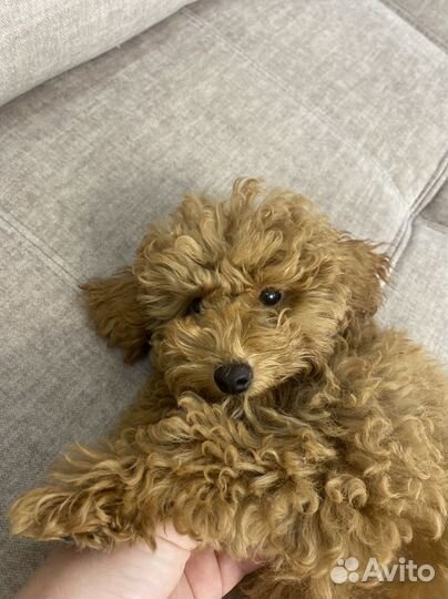 Той-пудель девочка красная