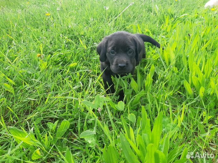 Щенки лабрадора ретривера