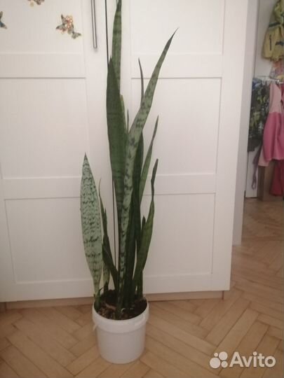 Сансевиерия