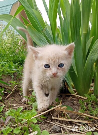 Кошка в дар бесплатно
