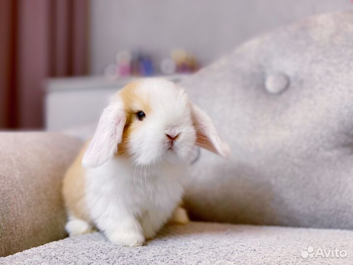 Карликовые кролики, клетки