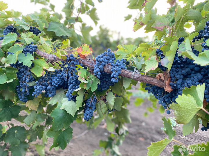 Виноград саперави