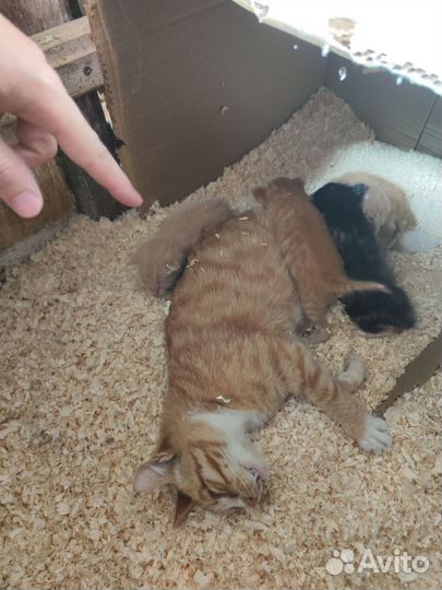Рыжие котята мальчики в добрые руки