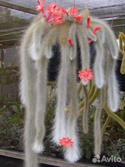 Кактус обезьяний хвост