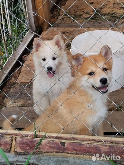 Щенки западно сибирской лайки