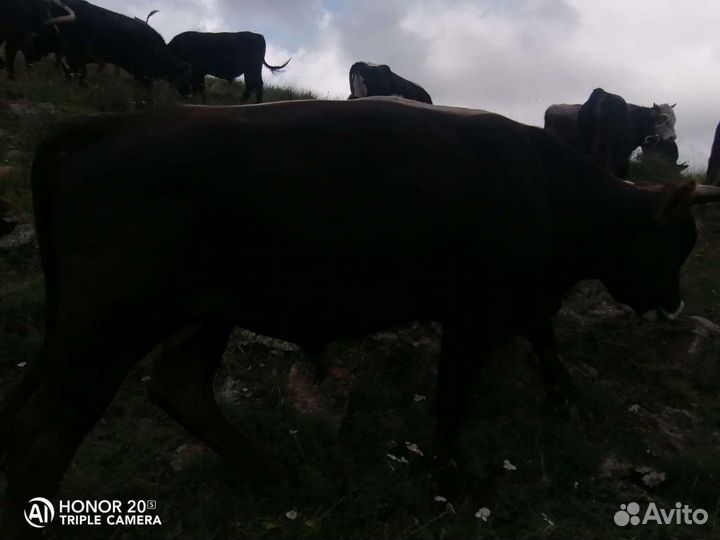 Бычки и быки