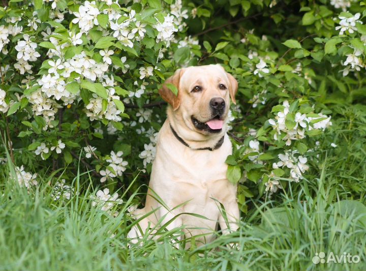 Лабрадор ретривер