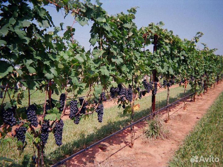 Экскурсия — Тбилиси — Кахетия — сокровищница грузи