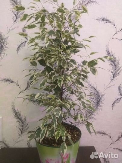 Фикус твайлайт