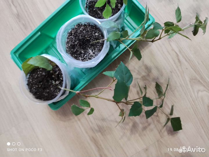 Циссус - комнатный плющ- березка