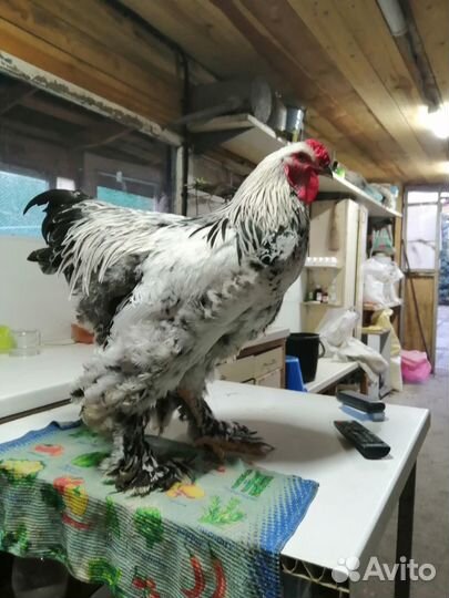 Брама петушок