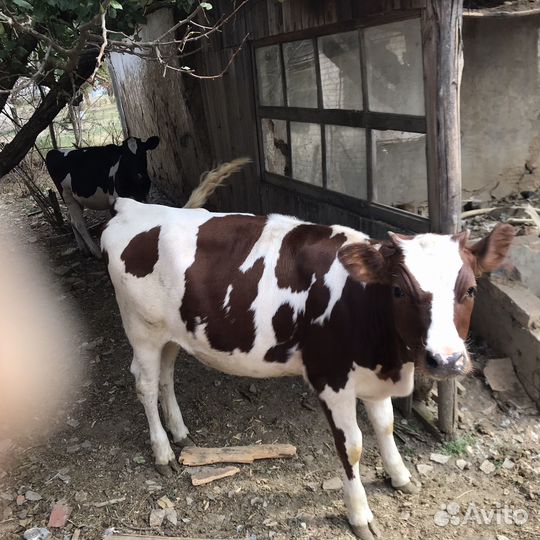 Три Телочки