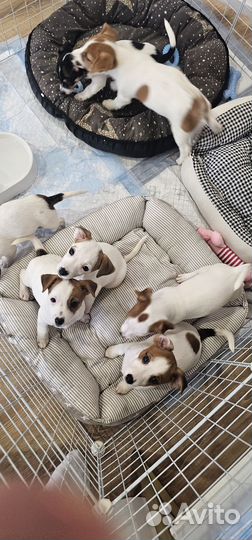Щенки джек рассела