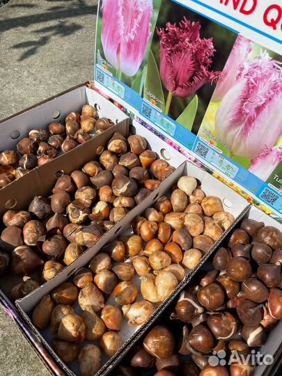 Луковицы тюльпанов, гиацинтов, нарциссов, крокусов