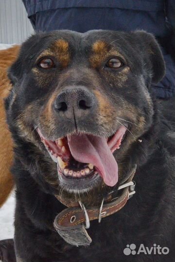 Милая Дейзи