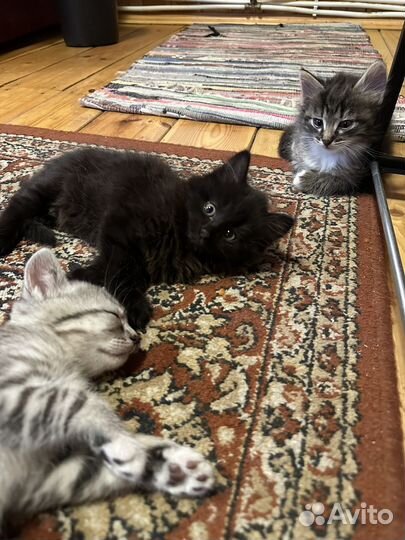 Котята в добрые руки бесплатно