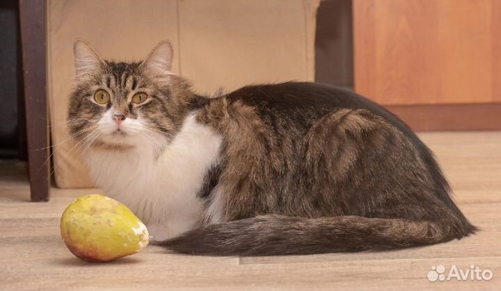 Котик Коврик