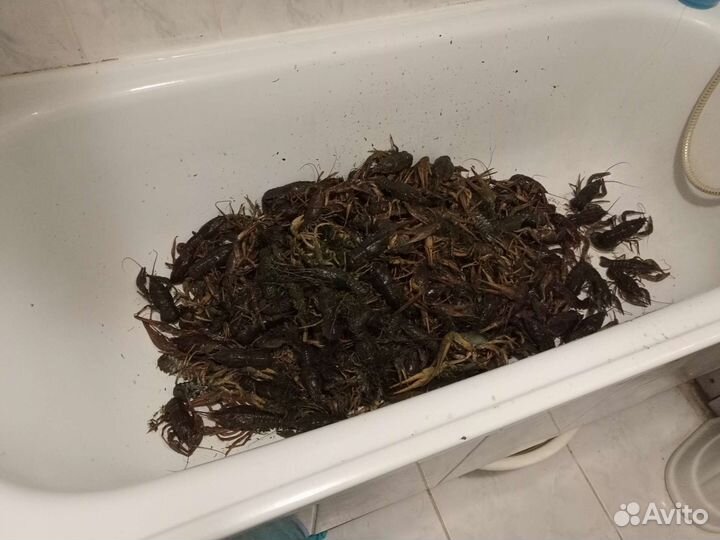 Живые раки свежие