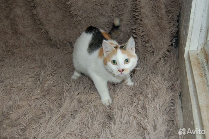 Котята - подростки