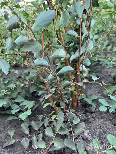 Спирея Вангутта саженцы