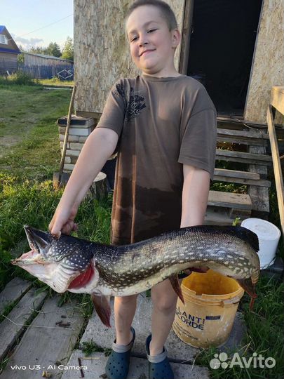 Свежая рыба,щука, судак