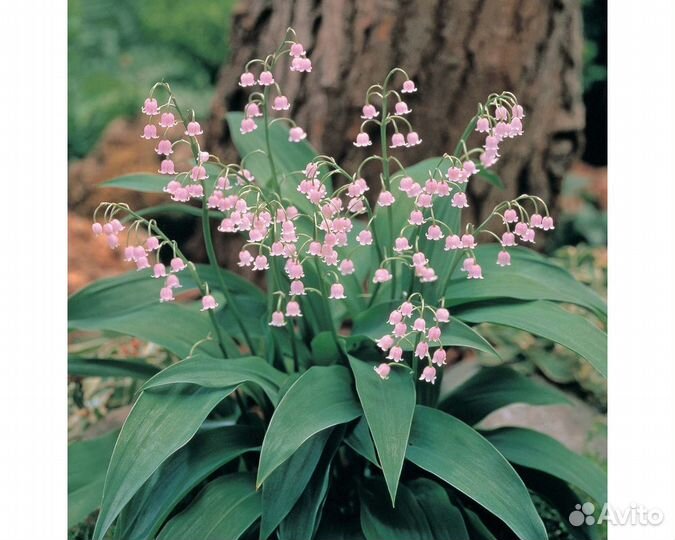 Ландыш майский Rosea